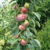 Obstgehölz Säulenapfel 'Black McIntosh'