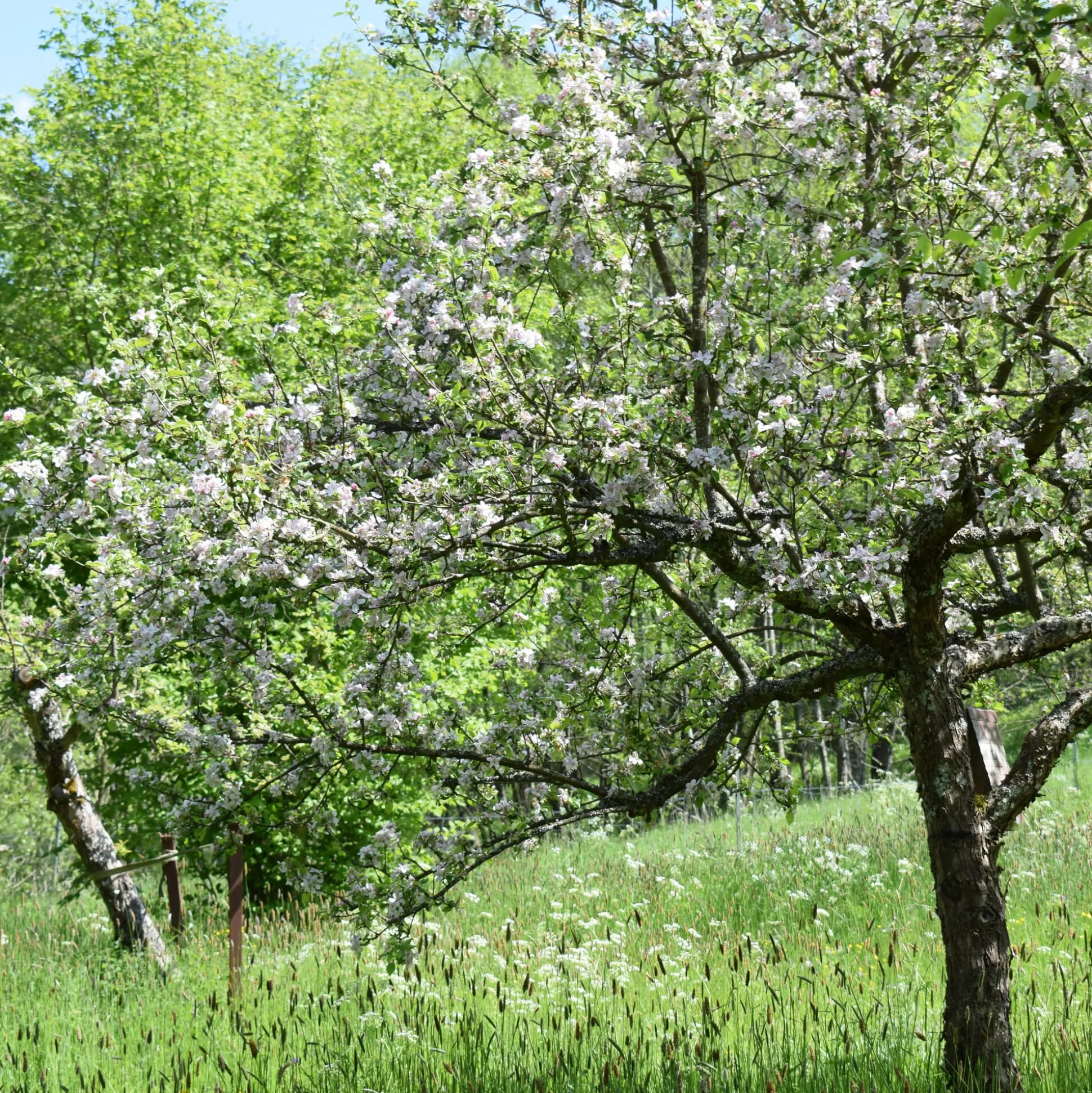 Obstgehölz Säulenapfel 'Black McIntosh'