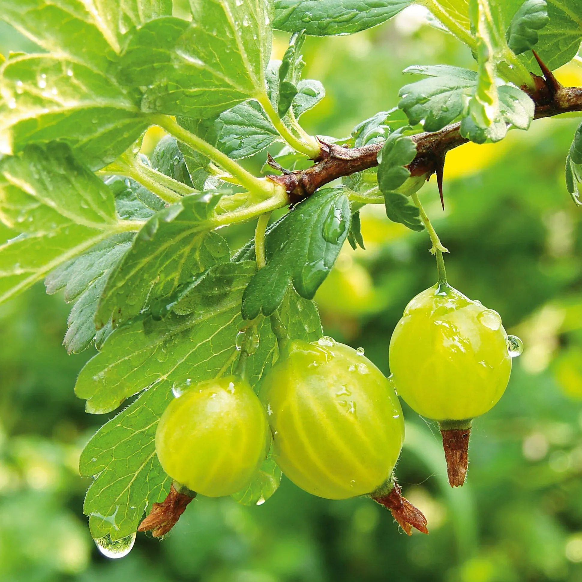 Obstgehölz Säulenstachelbeere 'Mucurines'