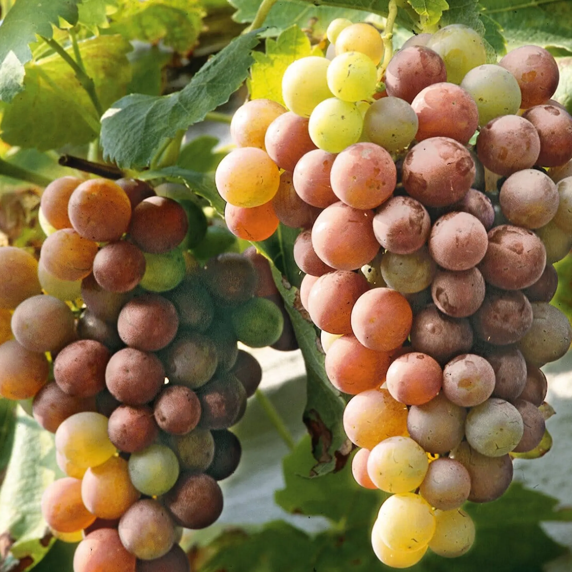 Obstgehölz Tafeltrauben 'Bellarosso'