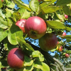 Obstgehölz Winterapfel 'Winterrambur'