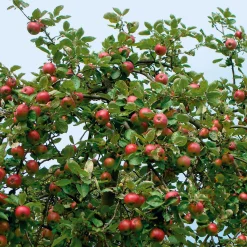 Obstgehölz Winterapfel 'Winterrambur'