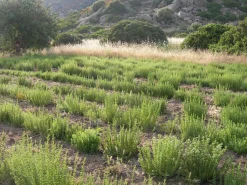 Oregano