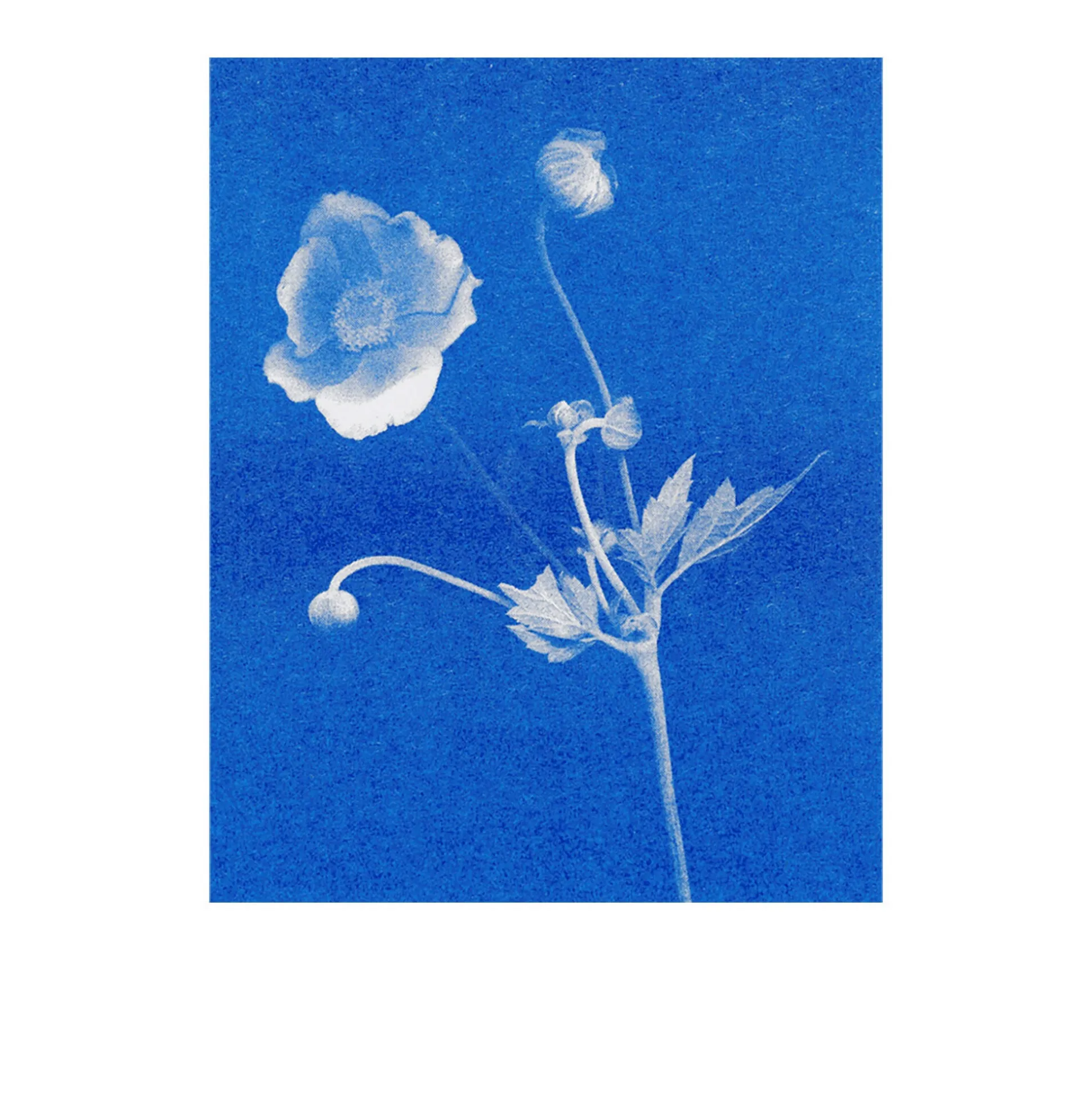 Postkarten-Set Riso