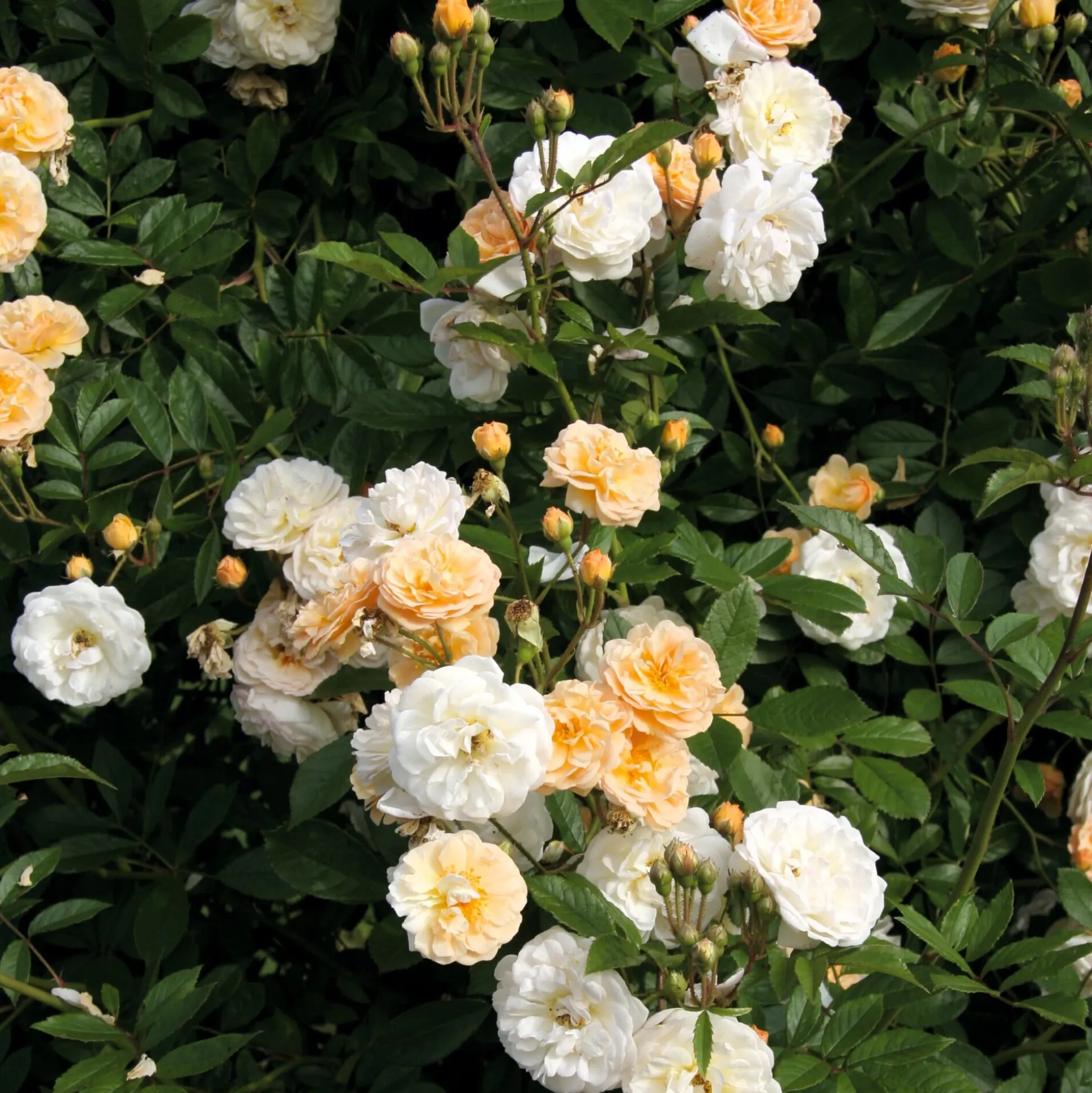 Ramblerrose 'Ghislaine de Féligonde'