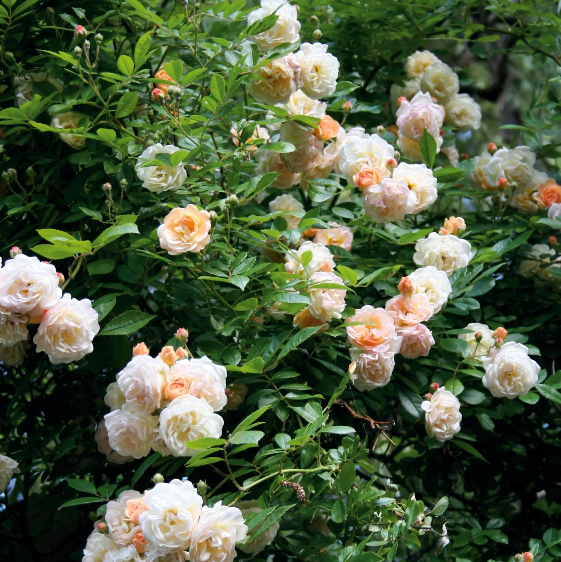 Ramblerrose 'Ghislaine de Féligonde'