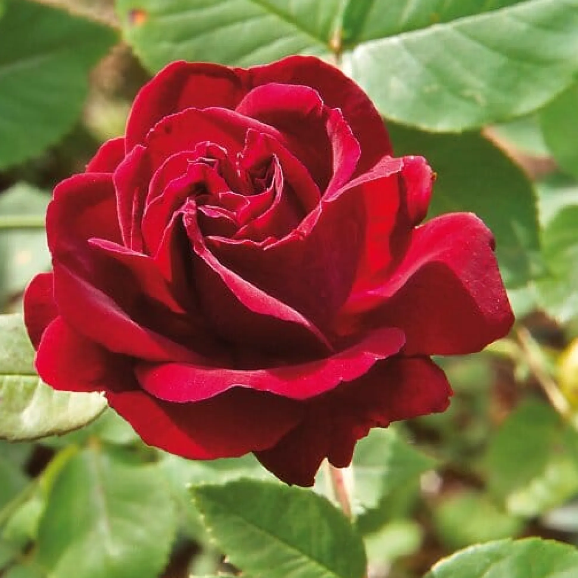 Remontantrose 'Souvenir du Dr. Jamain'