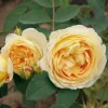 Romantikrose 'Felidae'