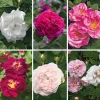 Rosenhecke Bauerngarten