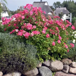 Rosenhecke Friesenwall