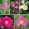 Rosenhecke Heimische Wildrosen