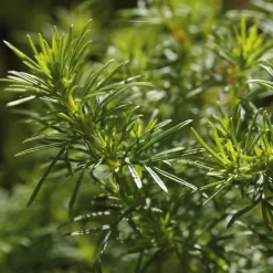 Saatgut Gemüse und Blumen für Kinder