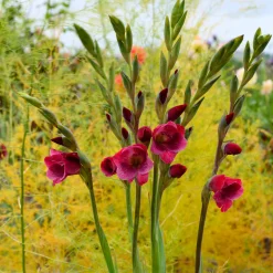 Schmetterlingsgladiole