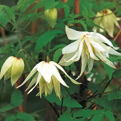 Sibirische Alpenwaldrebe 'Albina Plena'