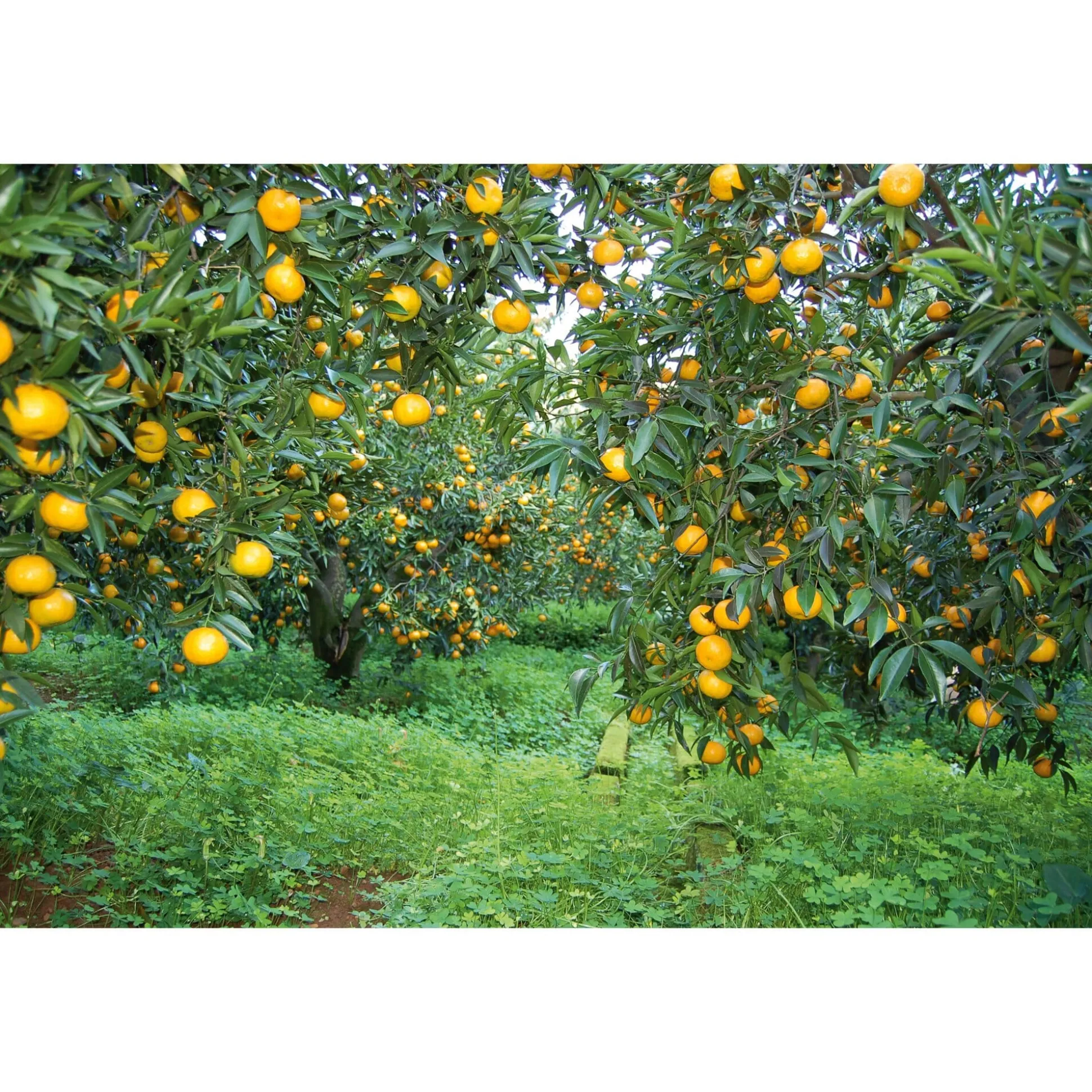 Sizilianischer Mandarinenfruchtaufstrich