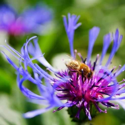 Stauden für (Wild-)Bienen und Schmetterlinge