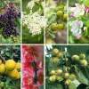 Strauchpaket Wildfruchthecke 2