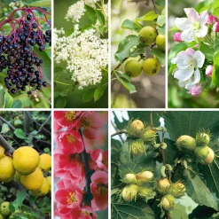 Strauchpaket Wildfruchthecke 2