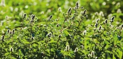 Summerdown Englische Minzcremepralinen