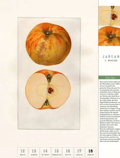 Thorbecke Apfel-Kalender 2026