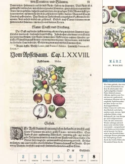 Thorbecke Apfel-Kalender 2026