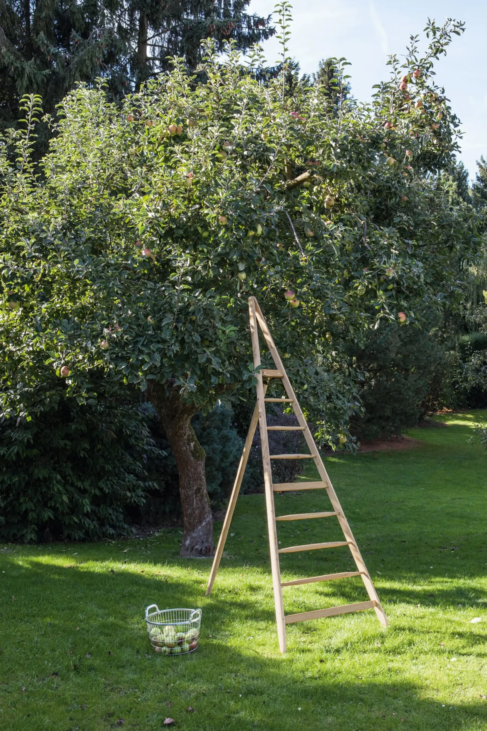 Thüringer Obstleiter