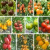 Tomatenjungpflanzen