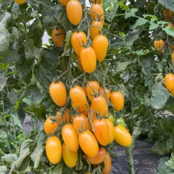 Tomatenjungpflanzen