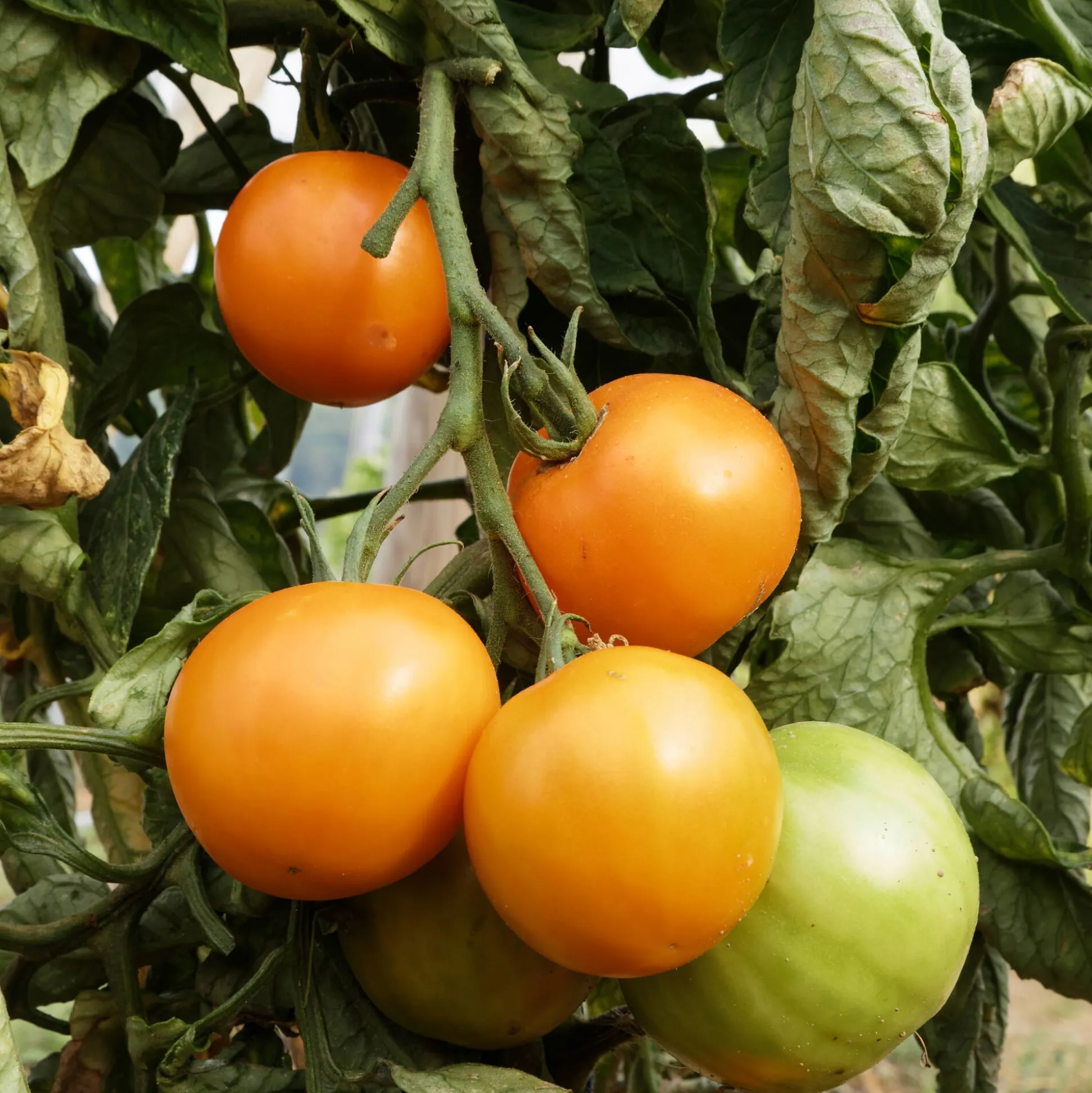 Tomatensaatgut Besonders Wohlschmeckende Sorten