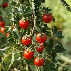 Tomatensaatgut Besonders Wohlschmeckende Sorten