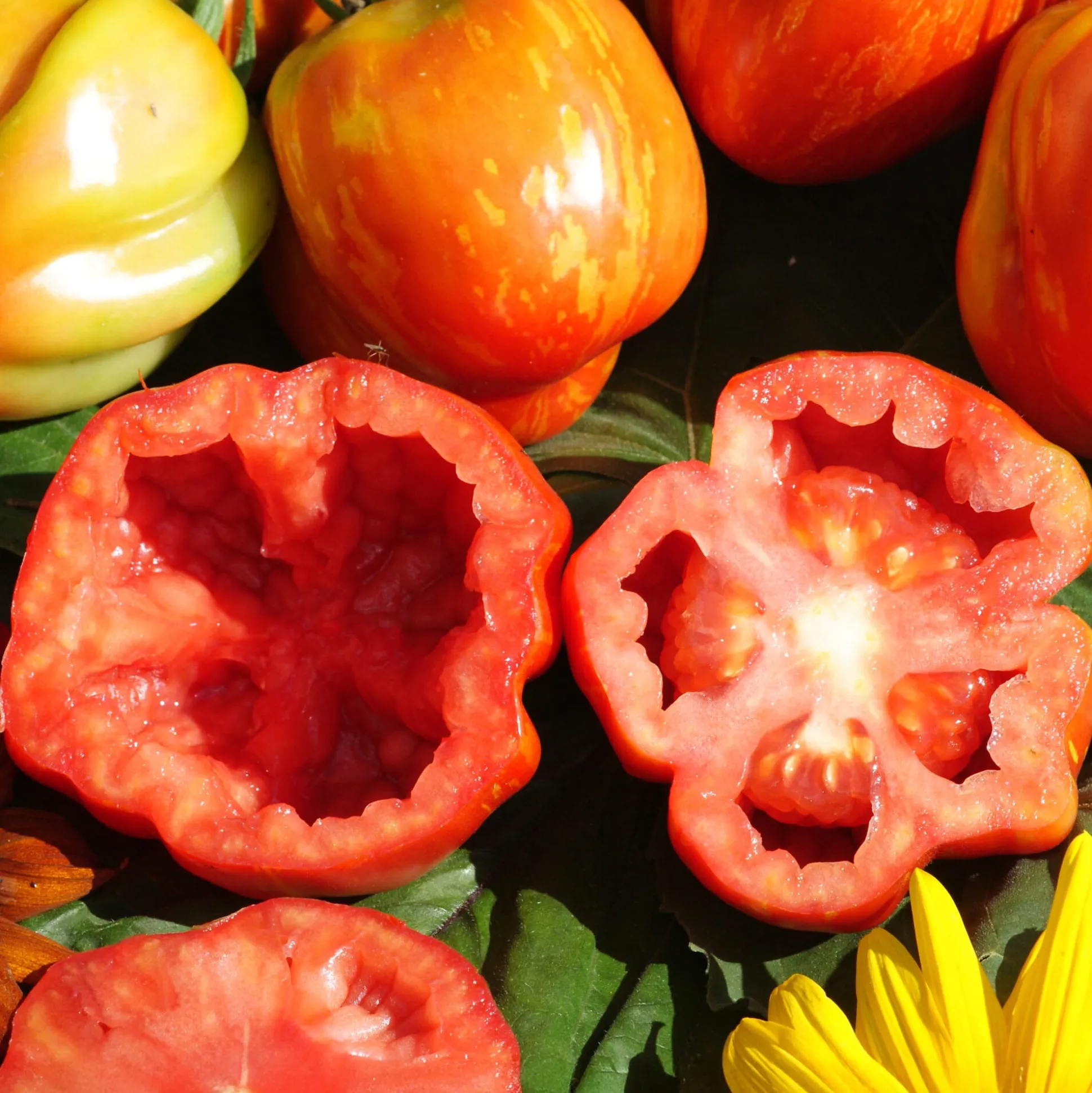 Tomatensaatgut Besonders Wohlschmeckende Sorten