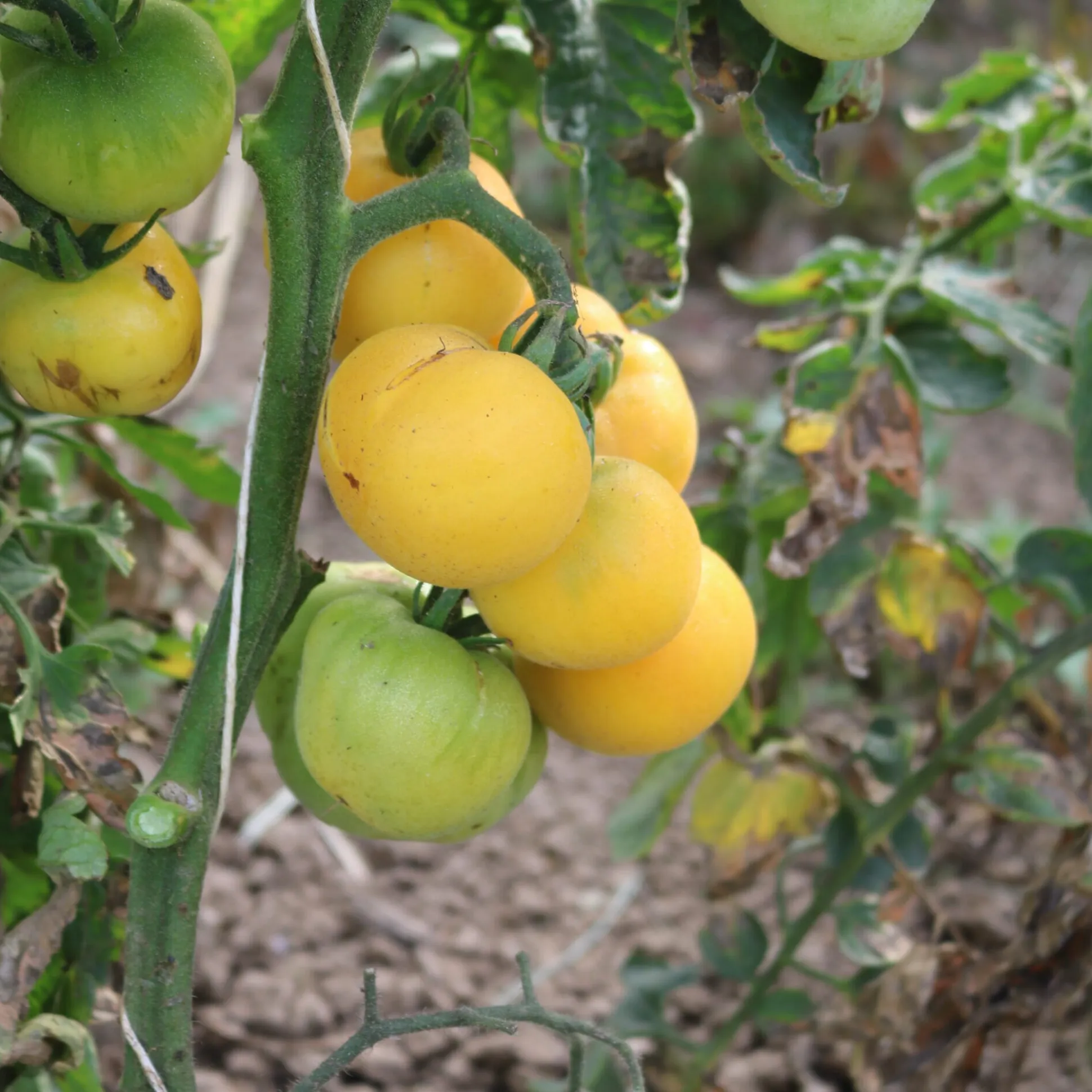 Tomatensaatgut Bewährte Land- und Haussorten