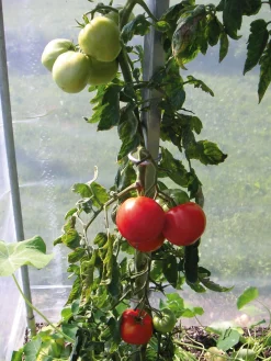 Tomatenstab Stahl verzinkt