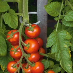 Tomatenstab Stahl verzinkt