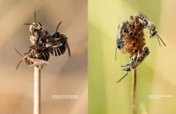 Wildbienenhelfer