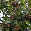 Wildobstgehölz Elsbeere