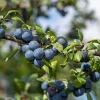 Wildobstgehölz Großfrüchtige Schlehe ’Reto‘