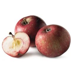 Winterapfel 'Rote Sternrenette'