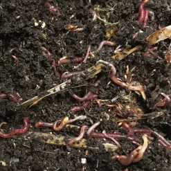 Wurmkiste Lärchenholz